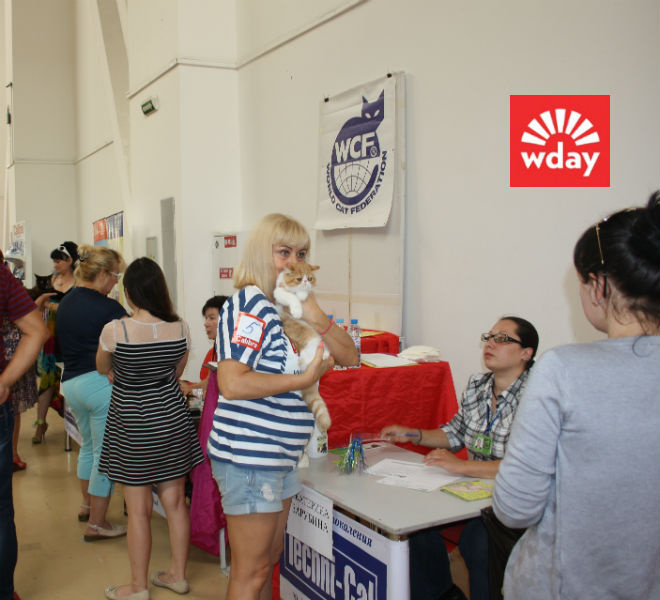 Омск, выставка кошек Омск, выставка кошек