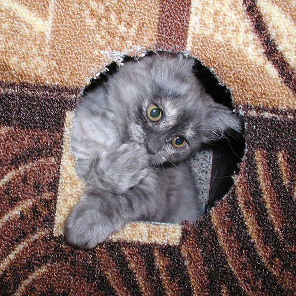 Самые прикольные коты и кошки Кирова Самые прикольные коты и кошки Кирова