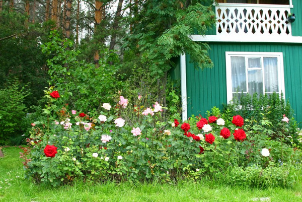 Оформить цветник Оформить цветник