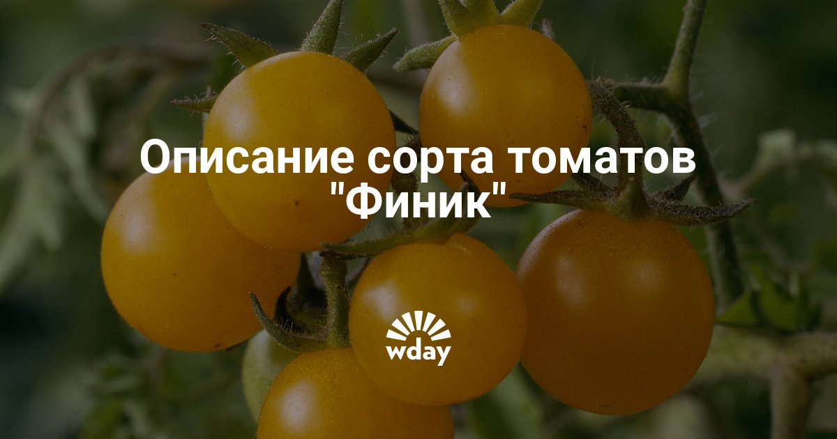 Помидор сорт финик Помидор сорт финик