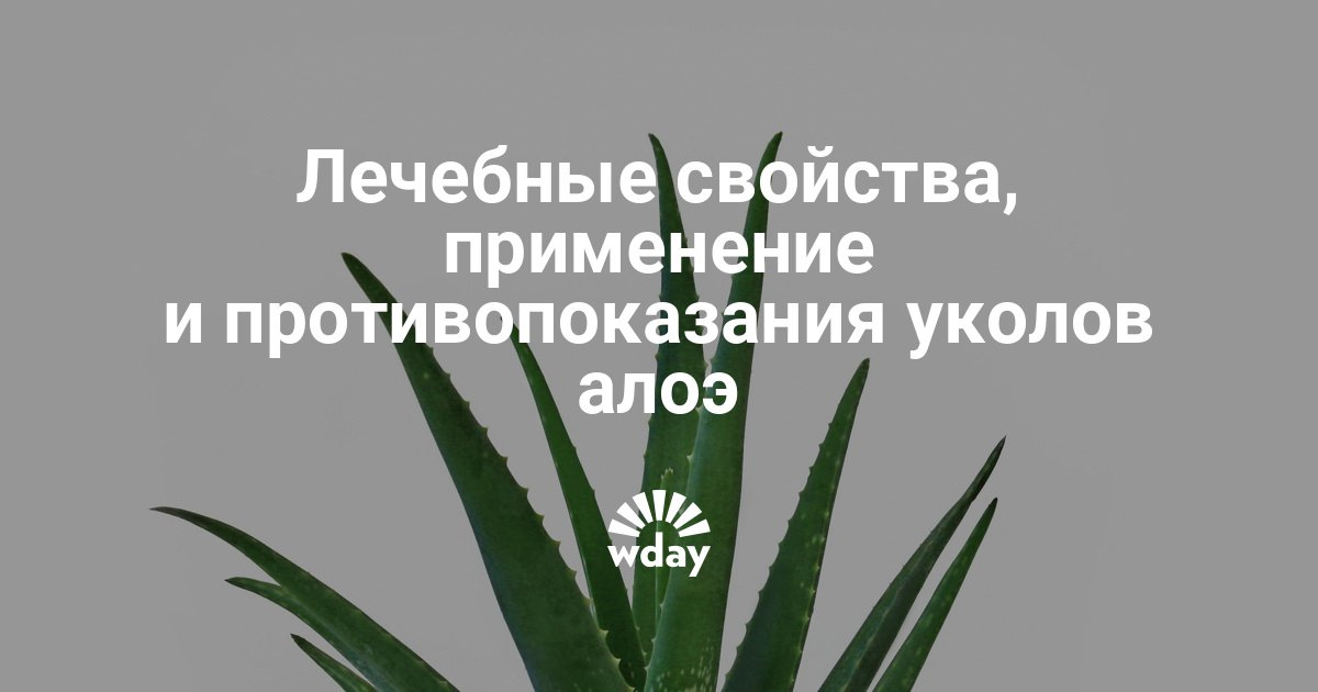 Уколы алоэ: лечебные свойства и противопоказания Уколы алоэ: лечебные свойства и противопоказания