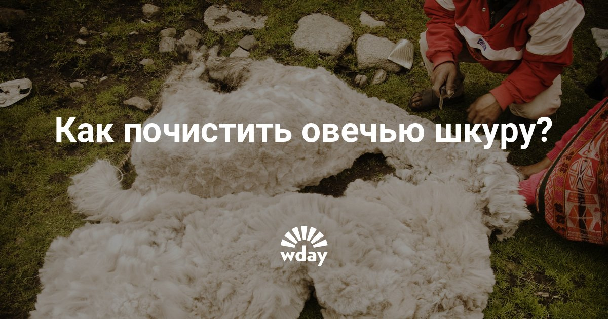 Чем почистить шкуру овчины в домашних условиях Чем почистить шкуру овчины в домашних условиях