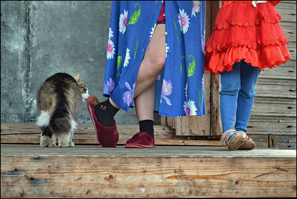 фотовыставка Надежда Калуга кошка лижет тапки