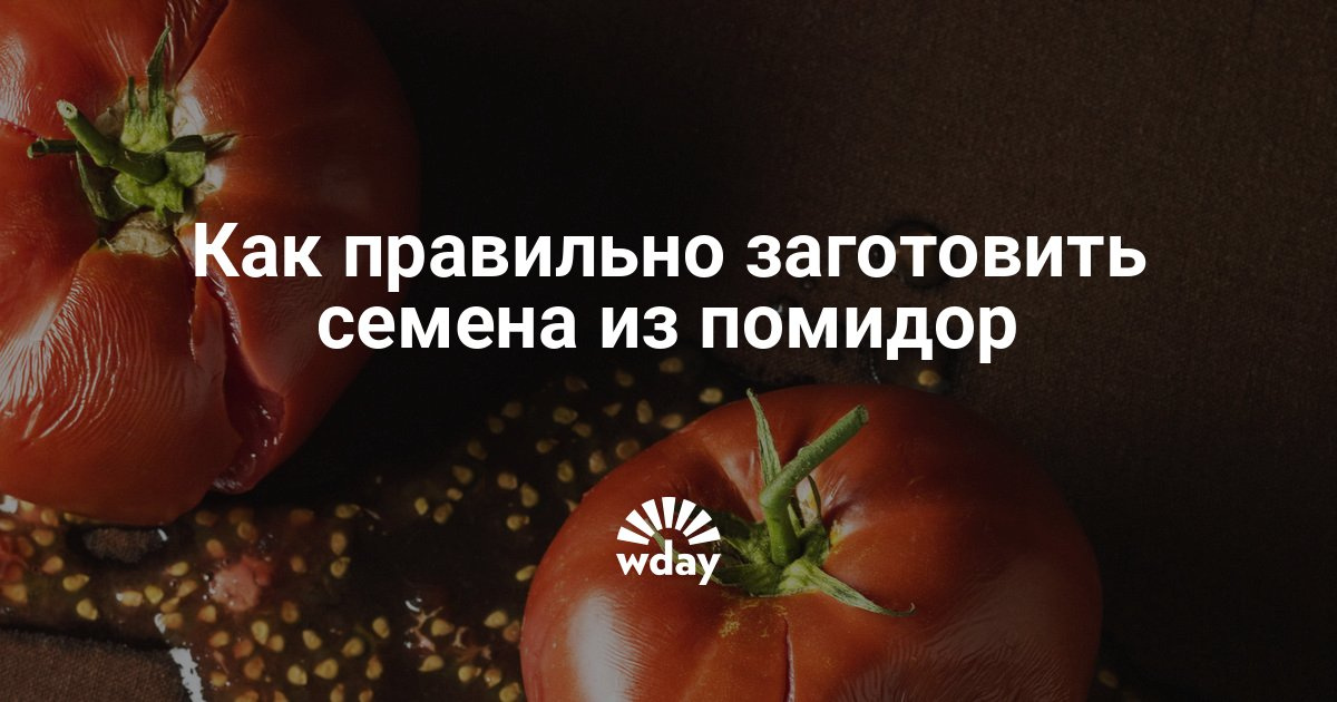 Заготовка семян томатов в домашних условиях Заготовка семян томатов в домашних условиях