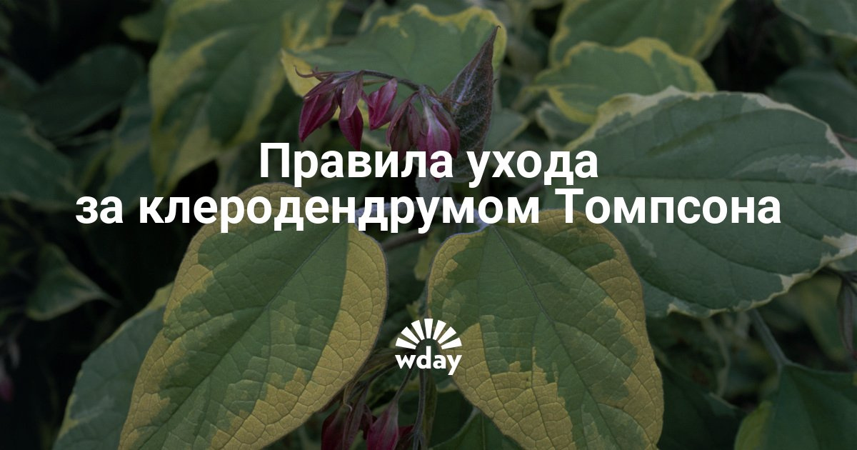 Уход и пересадка за клеродендрумом Уход и пересадка за клеродендрумом