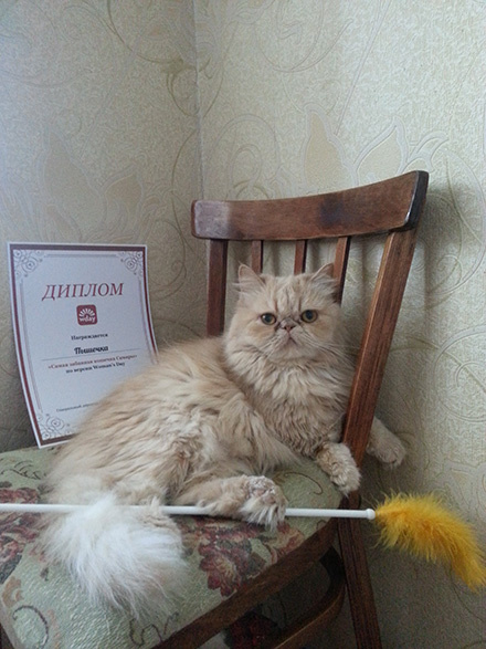 кошки конкурс