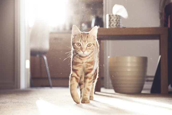 как научить кошку как научить кошку
