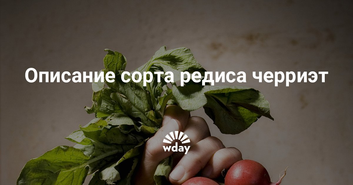Лучшие сорта семян редиса для открытого грунта: ранние Сорт редиса Черриэт (F1 фото, отзывы, описание)