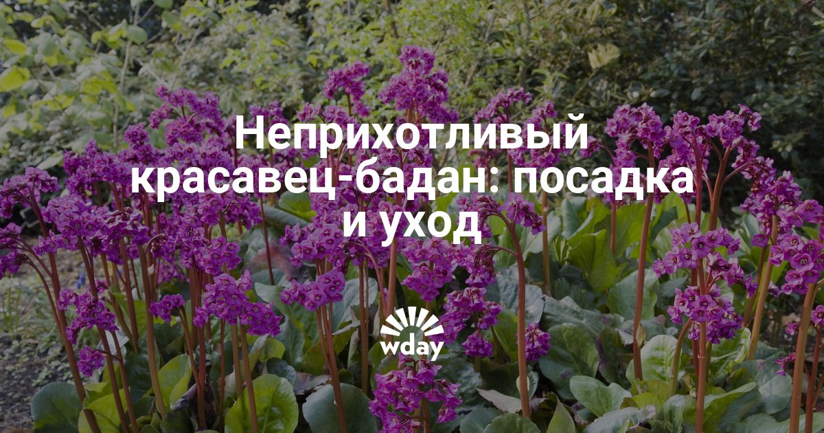 Когда и как сажать бадан 179 Когда и как сажать бадан 196