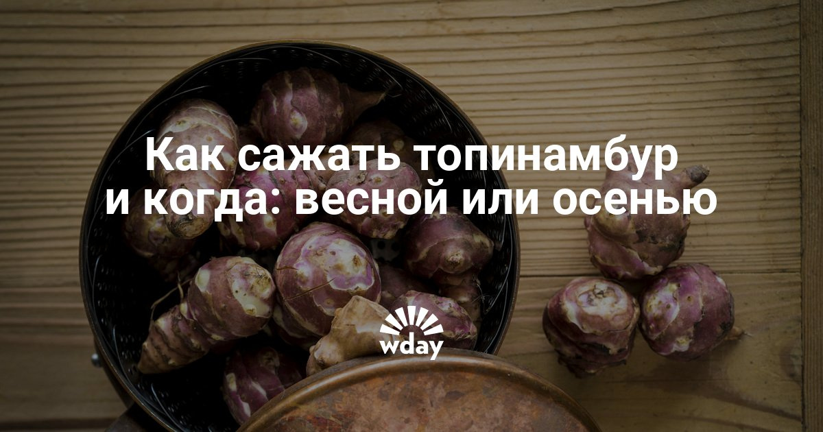 Как чем и когда сажать топинамбур 387 Как чем и когда сажать топинамбур 190