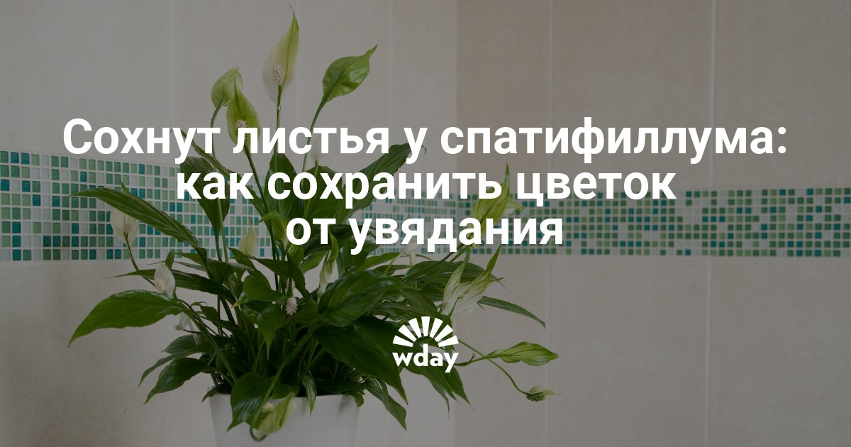 Спатифиллум уход в домашних условиях сохнут листья Спатифиллум уход в домашних условиях сохнут листья