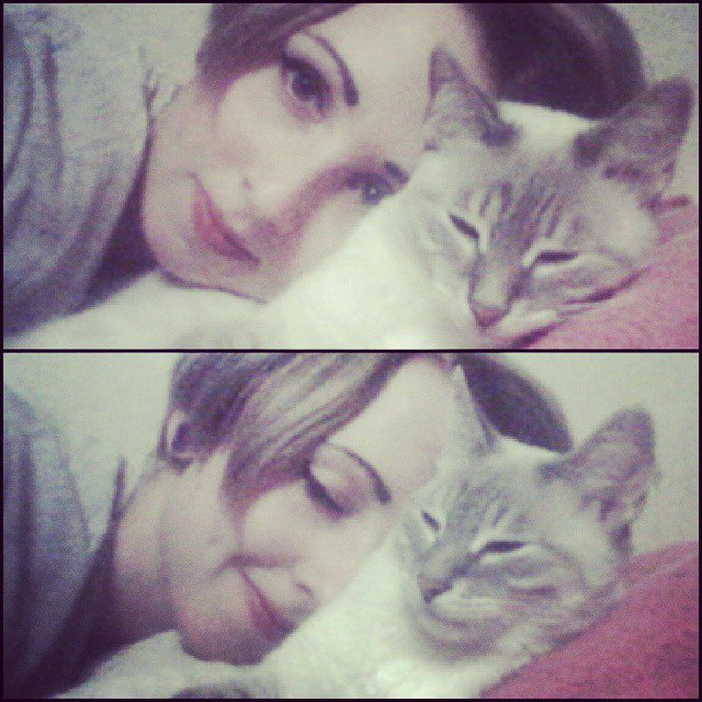 красивые коты и кошки красивые коты и кошки