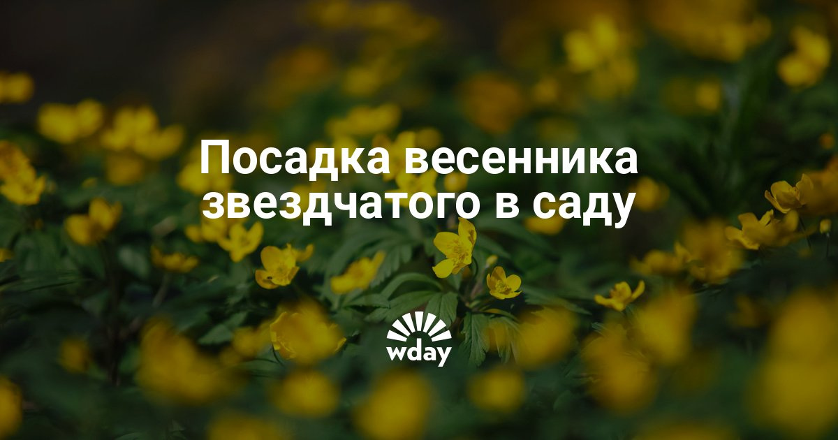 Весенник звездчатый выращивание из семян 53