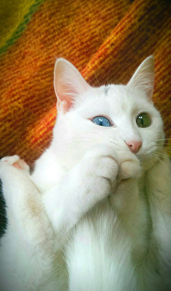 красивые коты и кошки красивые коты и кошки