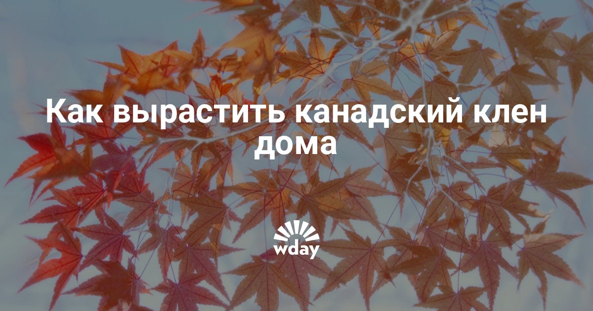 Как сажать клен дома 131