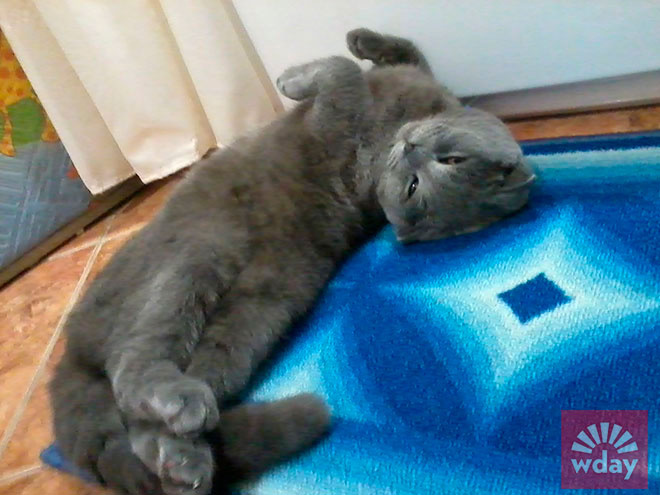 смешные коты фото смешные коты фото