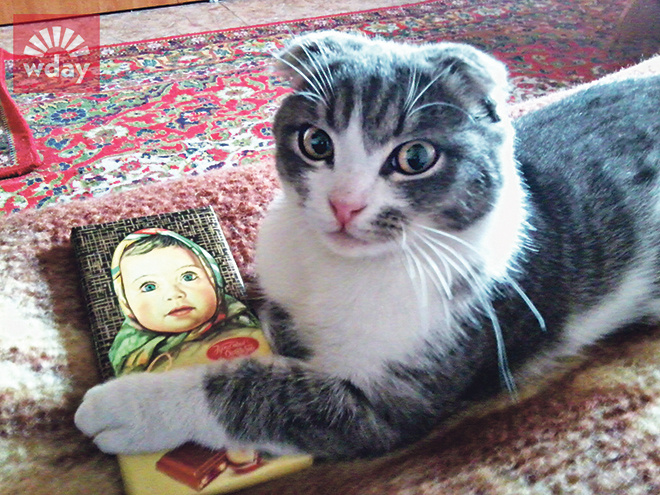 котики фото