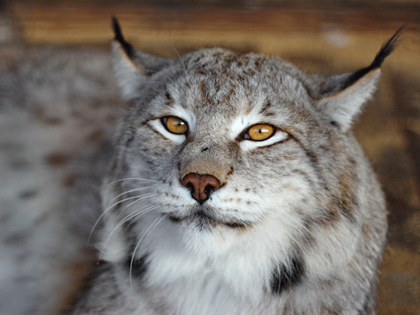 600x450_1_ff6ad5426f824c6537c809e0b917ef