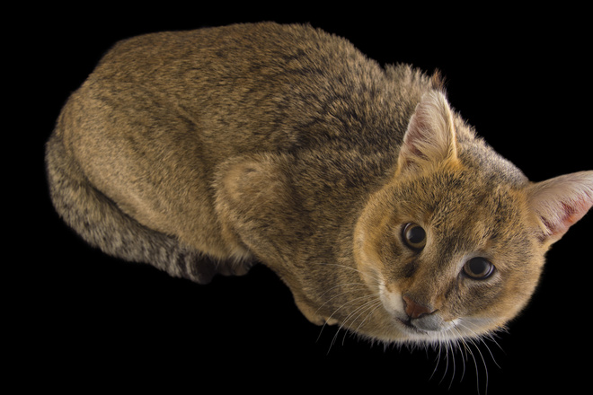чаузи кошка чаузи кошка