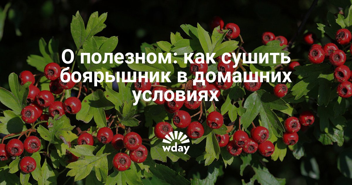 Боярышник в домашних условиях 111