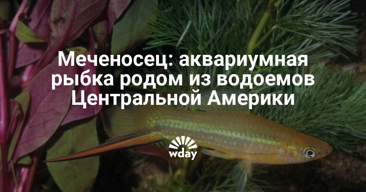 Меченосцы содержание и уход размножение Меченосцы содержание и уход размножение