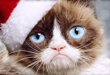Угрюмый кот Угрюмый кот (Grumpy Cat) фото