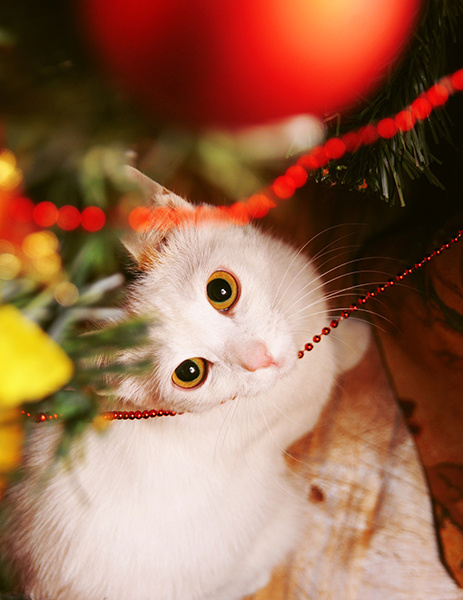 новогодние котики котики