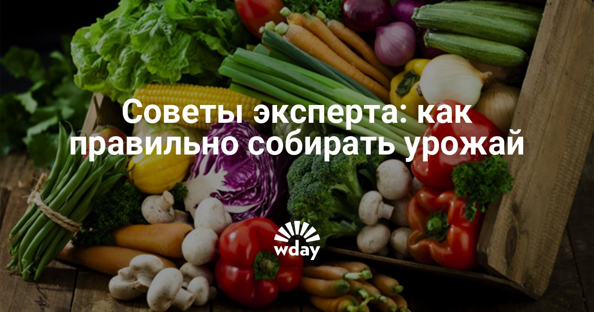 Посадка сливы с закрытой корневой системой Посадка сливы с закрытой корневой системой