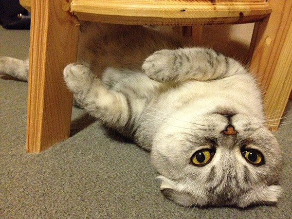 Коты и кошки Екатеринбурга Коты и кошки Екатеринбурга