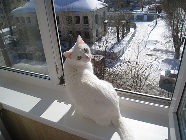 Коты и кошки Екатеринбурга Коты и кошки Екатеринбурга