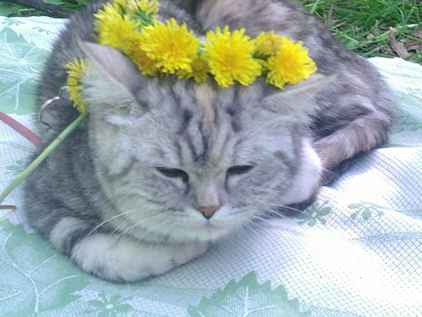 коты, кошки, конкурс, Самый забавный котик Самары по версии Woman's Day коты, кошки, конкурс, Самый забавный котик Самары по версии Woman's Day