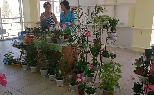 В Тольятти пройдет выставка-продажа цветов В Тольятти пройдет выставка-продажа цветов, комнатные растения