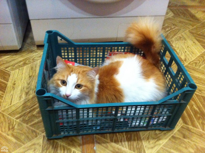 Рыжие коты в Международный день котов 1 марта
