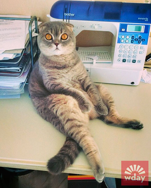 смешные коты фото смешные коты фото