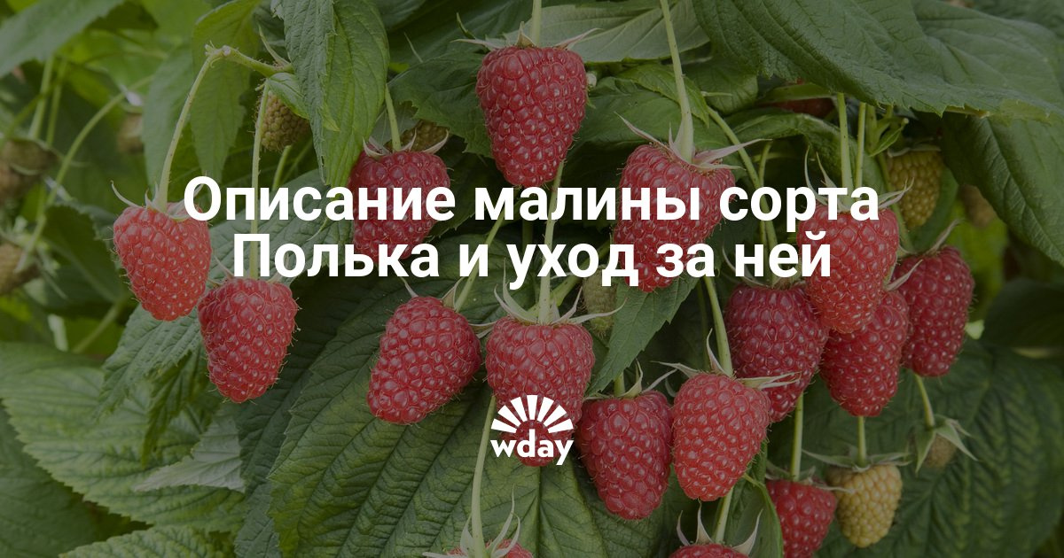Сорт малины полька описание Сорт малины полька описание