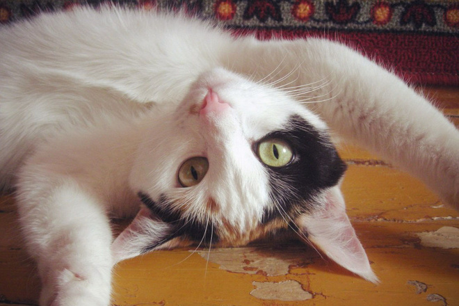 Самые прикольные коты и кошки Кирова Самые прикольные коты и кошки Кирова