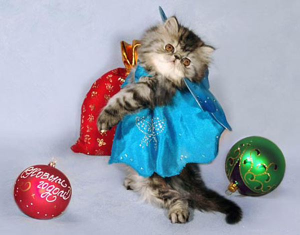 Новогодние костюмы для кошек Новогодние костюмы для кошек, фото