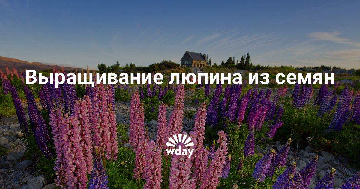 Прикольные поздравления от путина для женщины Прикольные поздравления от путина для женщины