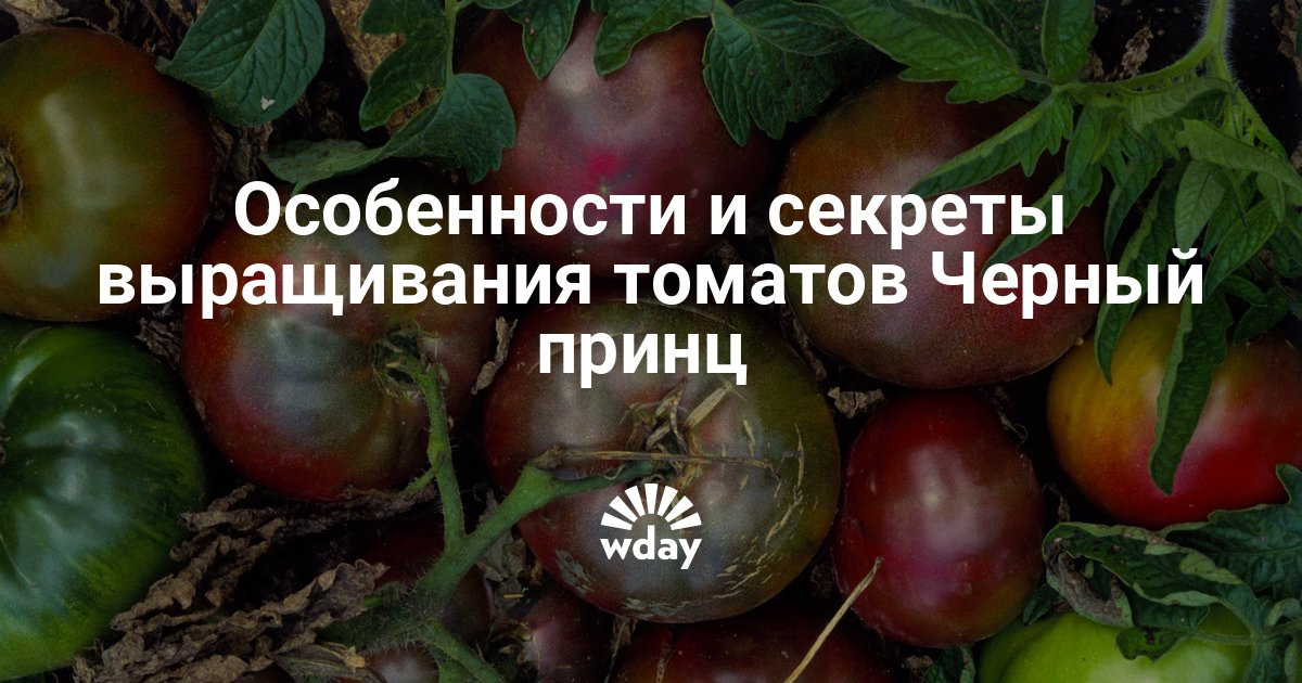 Выращивание помидор черный принц 23