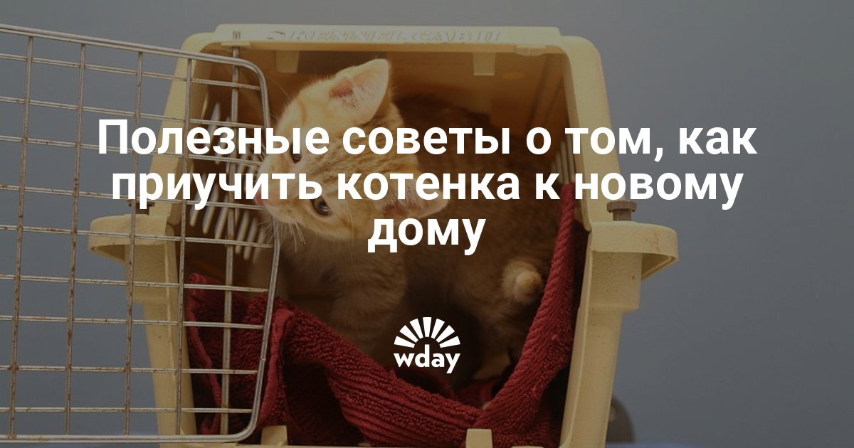как помочь котенку освоиться в новом доме как помочь котенку освоиться в новом доме