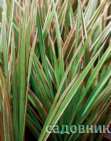 Marginata Bicolor (Драцена окаймленная) Marginata Bicolor (Драцена окаймленная)
