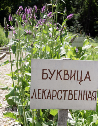 модный сад, ландшафтный дизайн, садовые тенденции, 2011, дачный участок, модные тренды