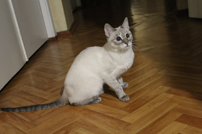 красивые коты и кошки красивые коты и кошки