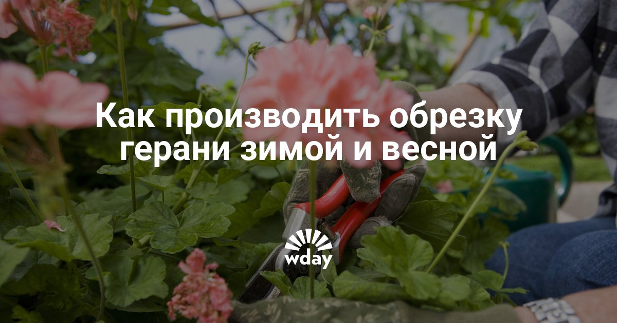 Способы ухода за геранью Способы ухода за геранью