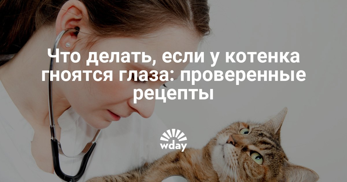 Гноится глаз у кошки как лечить в домашних условиях