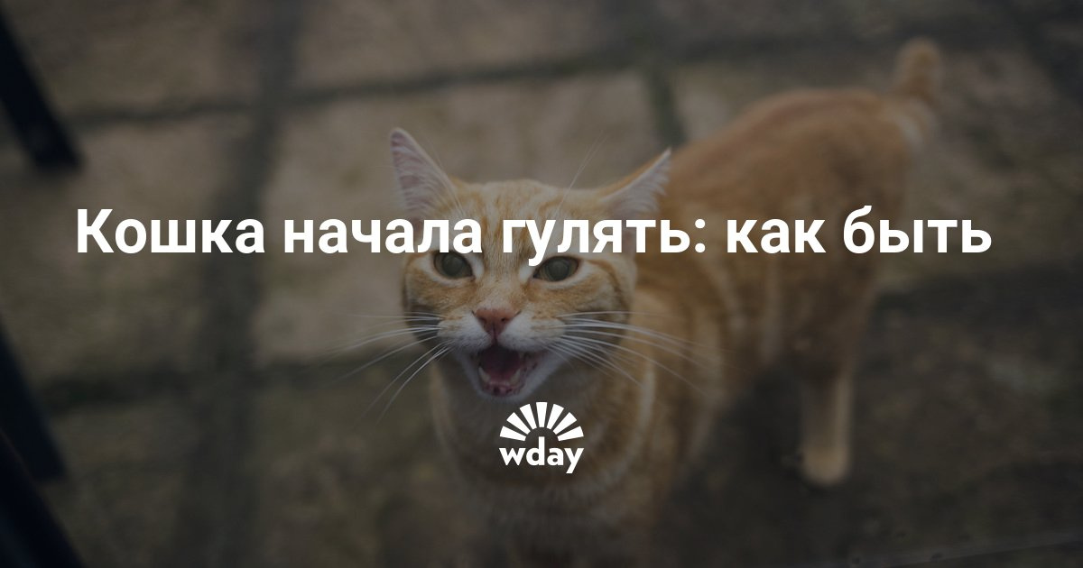 Что делать если моя кошка загуляла в домашних условиях 381
