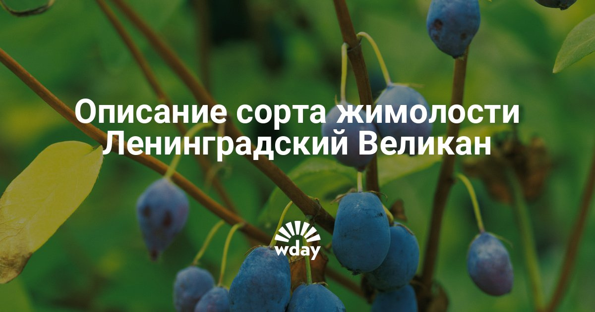 Сорт жимолости ленинградский великан описание фото Сорт жимолости ленинградский великан описание фото