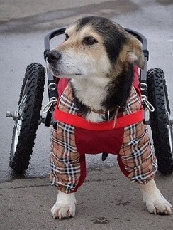Джек Джек