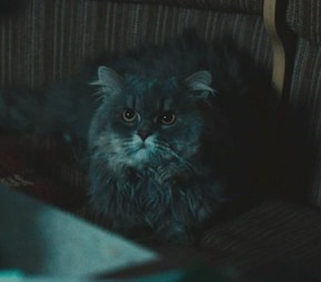 Кот Пуджик Кот Пуджик