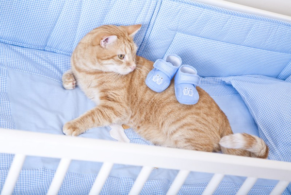 Роды кошки Роды кошки